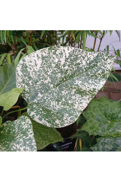 Катальпа чудова ’Пульверулента’ штамб